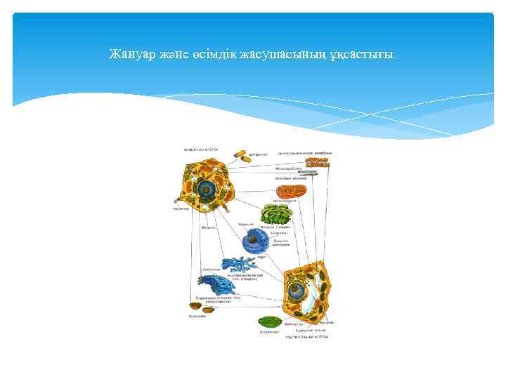 Жануар және өсімдік жасушасының ұқсастығы. 