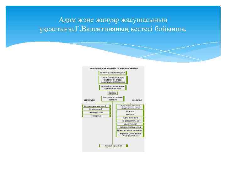 Адам және жануар жасушасының ұқсастығы. Г. Валентинаның кестесі бойынша. 