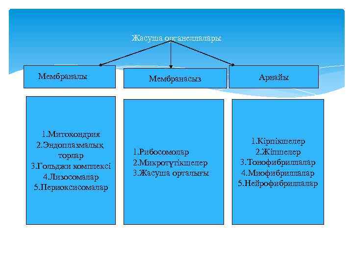 Жасуша органеллалары Мембраналы 1. Митохондрия 2. Эндоплазмалық торлар 3. Гольджи комплексі 4. Лизосомалар 5.
