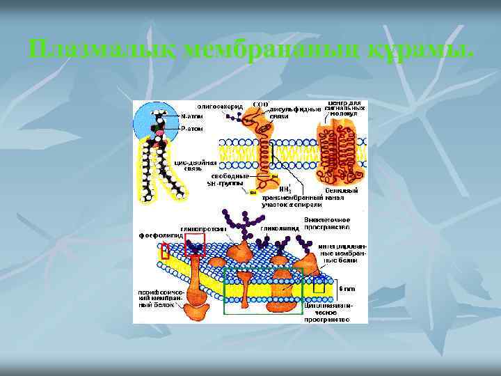Плазмалық мембрананың құрамы. 