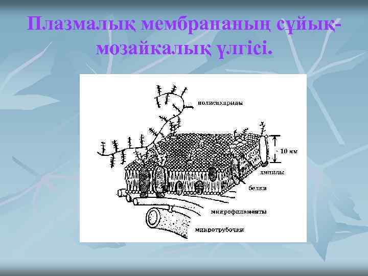 Плазмалық мембрананың сұйықмозайкалық үлгісі. 