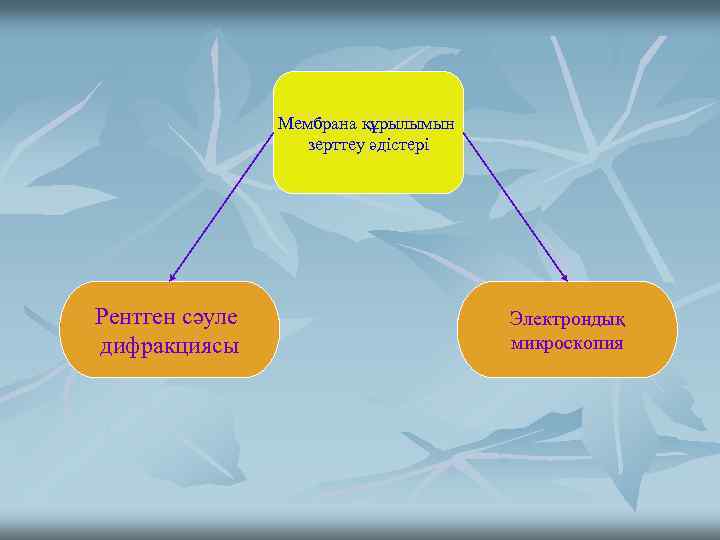 Мембрана құрылымын зерттеу әдістері Рентген сәуле дифракциясы Электрондық микроскопия 