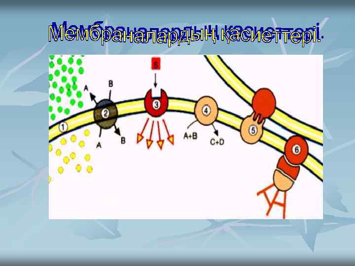 Шекара Метаболиттердің алмасуын бақылау Сигналдарды рецепциялау және беру Ферменттік реакциялар Басқа клеткалармен қатынас Цитоқанқа