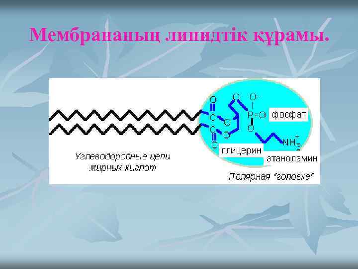 Мембрананың липидтік құрамы. 