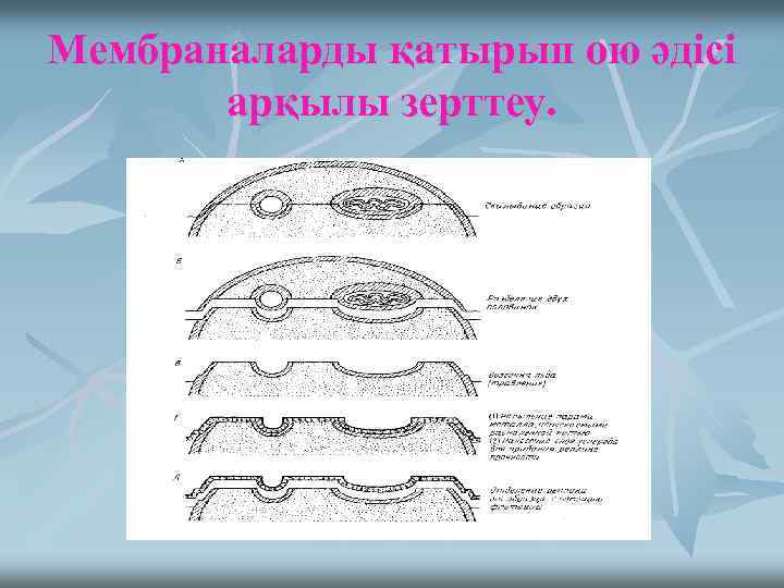 Мембраналарды қатырып ою әдісі арқылы зерттеу. 
