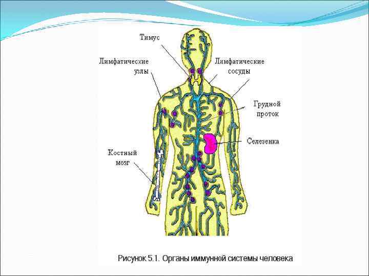 Лимфатический сосуд рисунок