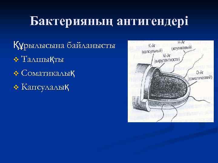 Бактерияның антигендері Құрылысына байланысты v Талшықты v Соматикалық v Капсулалық 