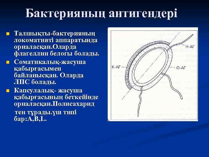 Бактерияның антигендері n n n Талшықты-бактерияның локомативті аппаратында орналасқан. Оларда флагеллин белогы болады. Соматикалық-жасуша
