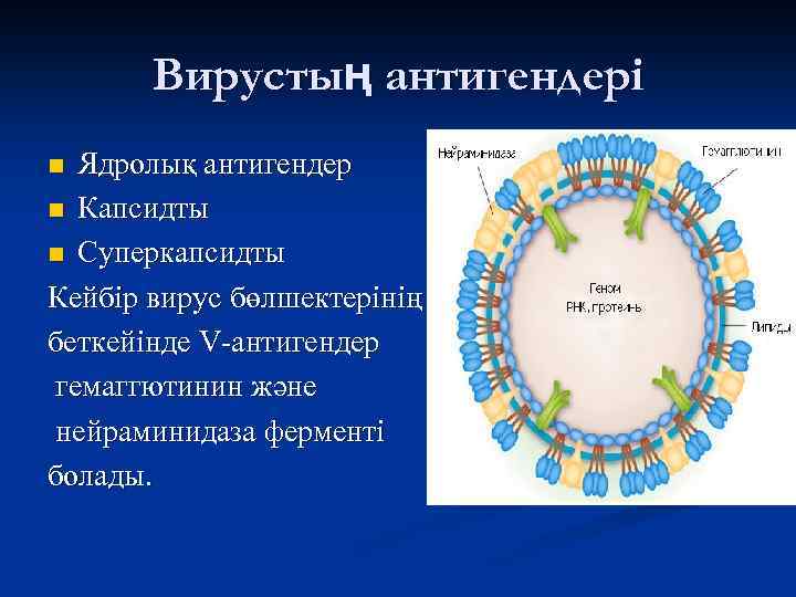 Вирустың антигендері Ядролық антигендер n Капсидты n Суперкапсидты Кейбір вирус бөлшектерінің беткейінде V-антигендер гемаггютинин