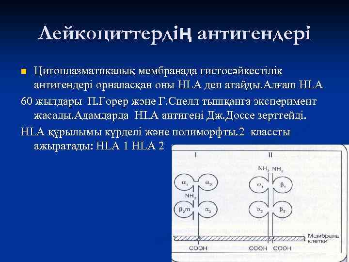 Лейкоциттердің антигендері Цитоплазматикалық мембранада гистосәйкестілік антигендері орналасқан оны HLA деп атайды. Алғаш HLA 60