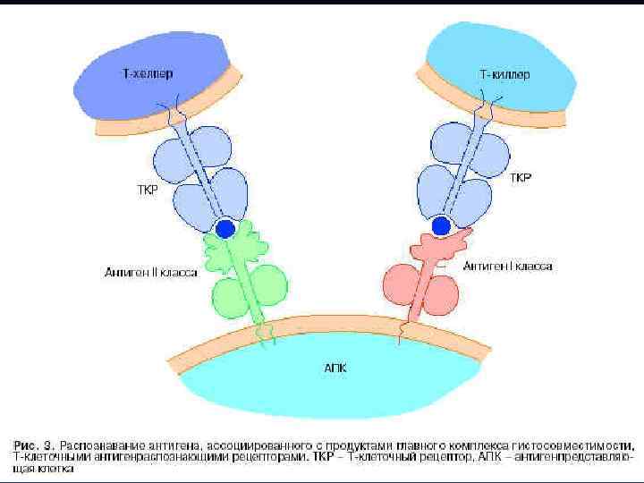 Астро хелпер. Комплекс гистосовместимости т хелперов 1 типа. Рецепторы гистосовместимости. Т-хелперы главный комплекс гистосовместимости. Распознавание антигена т-лимфоцитами в комплексе гистосовместимости.