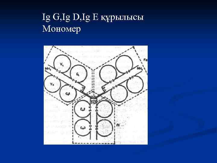 Ig G, Ig D, Ig E құрылысы Мономер 