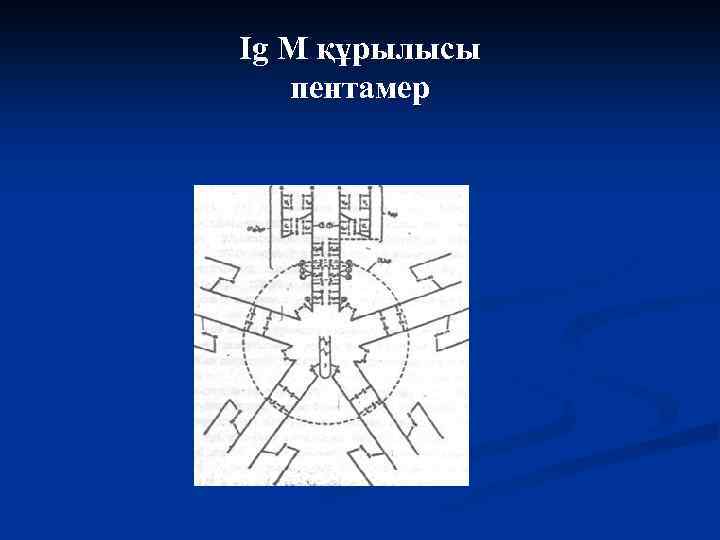 Ig М құрылысы пентамер 