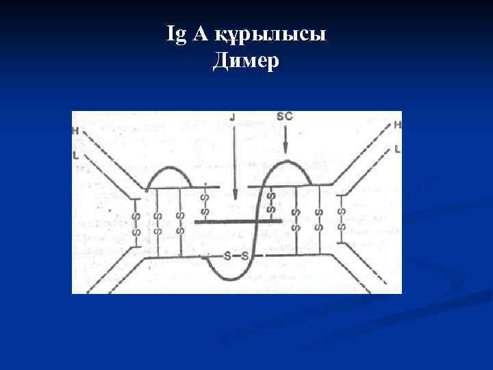Ig А құрылысы Димер 