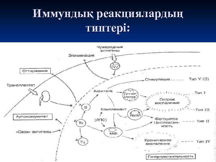 Иммундық реакциялардың типтері: 
