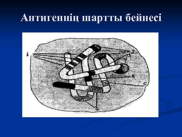 Антигеннің шартты бейнесі 