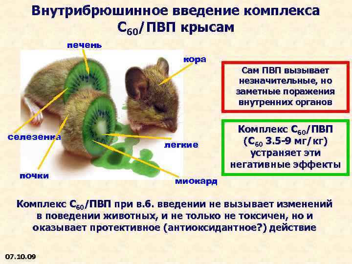 Внутрибрюшинное введение комплекса C 60/ПВП крысам печень кора селезенка почки легкие Сам ПВП вызывает