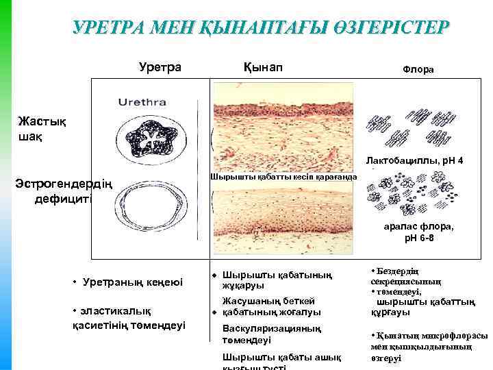 УРЕТРА МЕН ҚЫНАПТАҒЫ ӨЗГЕРІСТЕР Уретра Қынап Флора Жастық шақ Лактобациллы, р. Н 4 Эстрогендердің