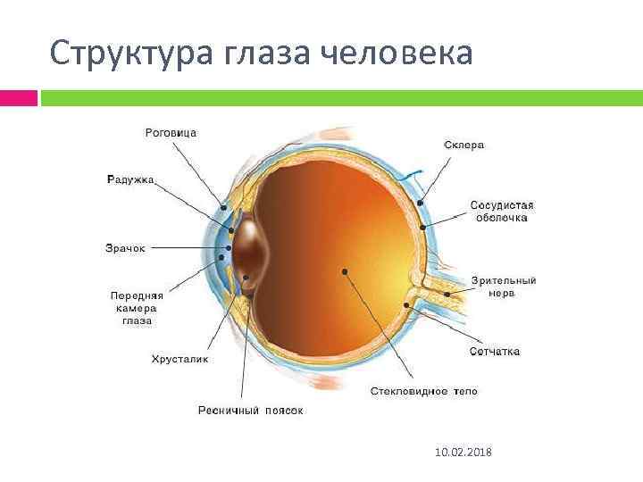 Структура глаза человека 10. 02. 2018 