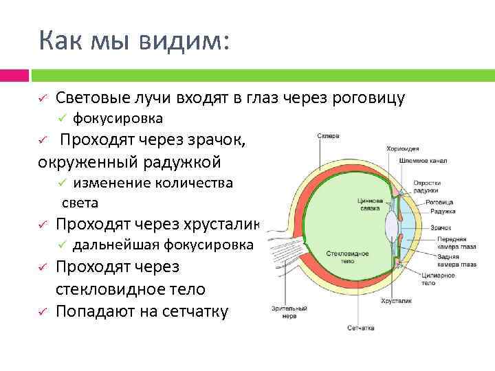 Как мы видим: ü Световые лучи входят в глаз через роговицу ü фокусировка Проходят