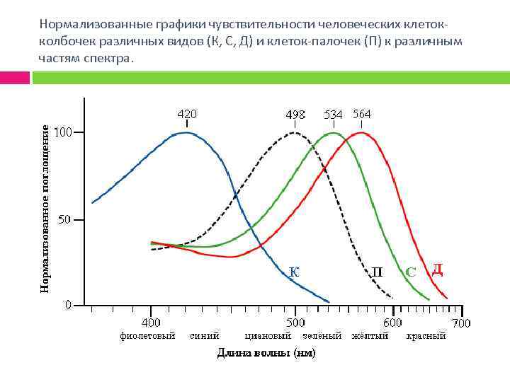 Нормализованные графики чувствительности человеческих клетокколбочек различных видов (К, С, Д) и клеток-палочек (П) к