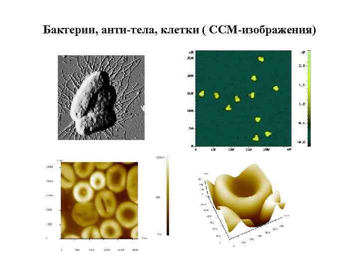 Бактерии, анти-тела, клетки ( ССМ-изображения) 