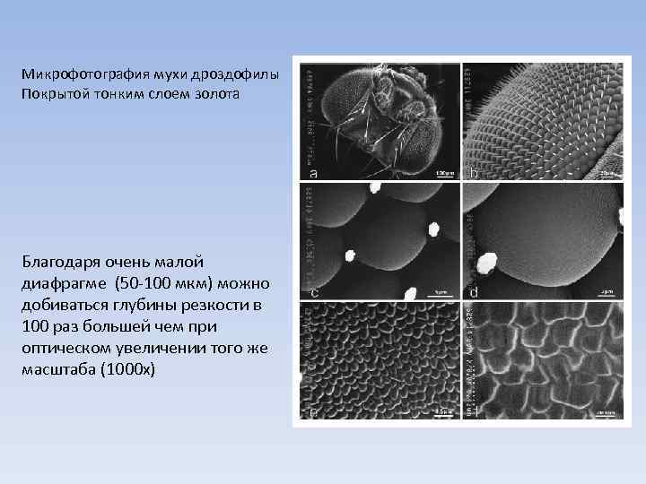 Микрофотография мухи дроздофилы Покрытой тонким слоем золота Благодаря очень малой диафрагме (50 -100 мкм)