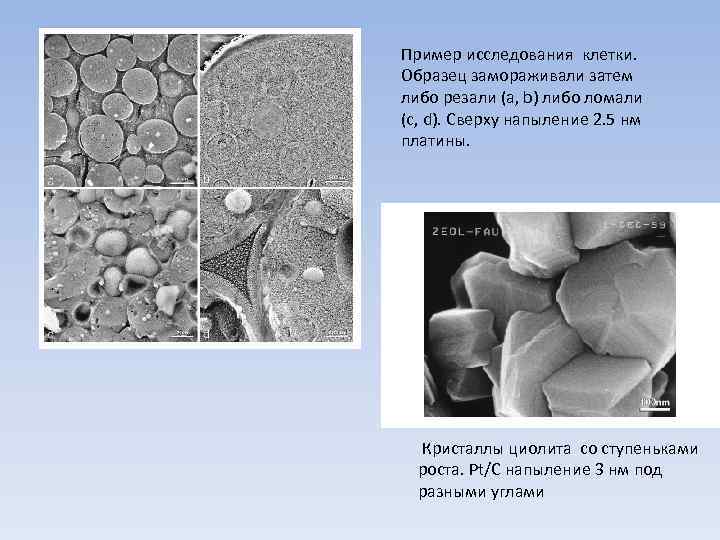 Пример исследования клетки. Образец замораживали затем либо резали (а, b) либо ломали (c, d).