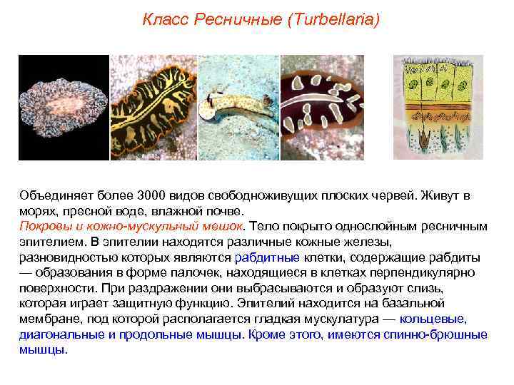 Класс Ресничные (Turbellaria) Объединяет более 3000 видов свободноживущих плоских червей. Живут в морях, пресной