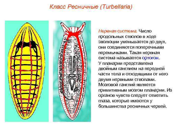 Класс Ресничные (Turbellaria) Нервная система. Число продольных стволов в ходе эволюции уменьшается до двух,