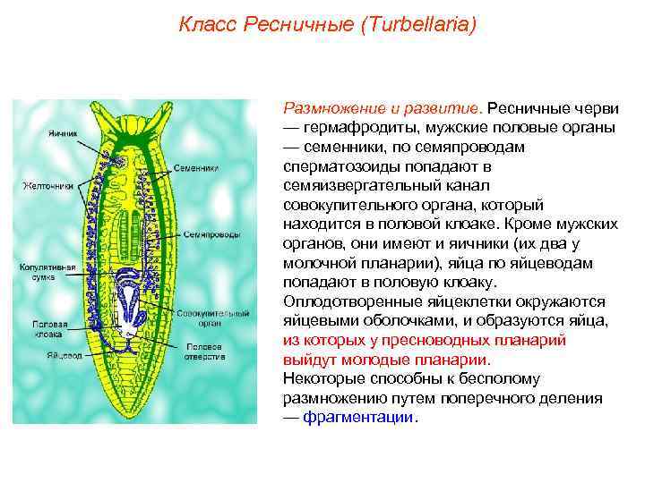 Класс Ресничные (Turbellaria) Размножение и развитие. Ресничные черви — гермафродиты, мужские половые органы —