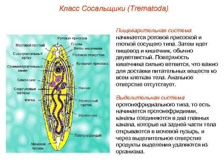 Класс Сосальщики (Trematoda) Пищеварительная система начинается ротовой присоской и глоткой сосущего типа. Затем идет