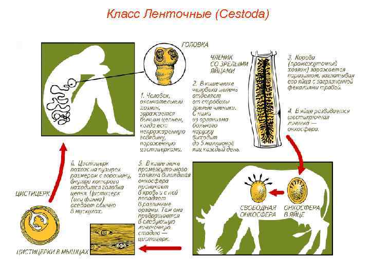 Класс Ленточные (Cestoda) 