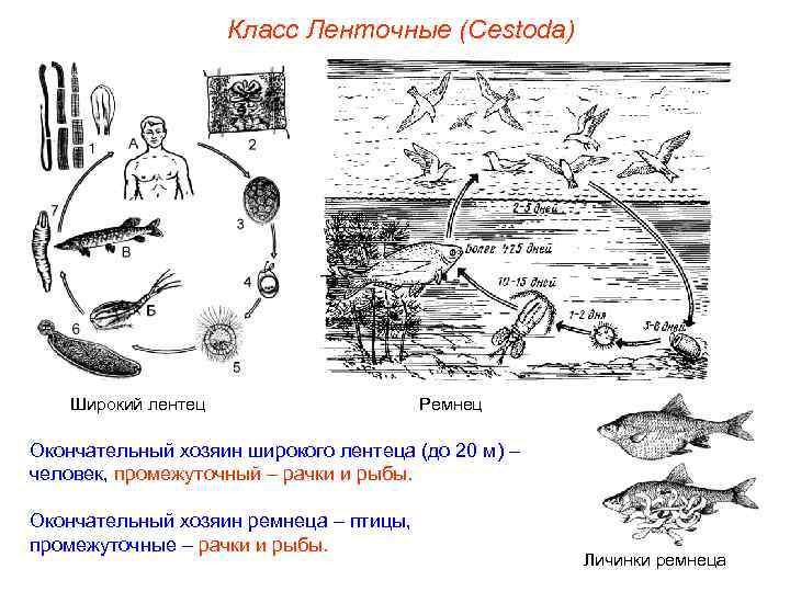 Класс Ленточные (Cestoda) Широкий лентец Ремнец Окончательный хозяин широкого лентеца (до 20 м) –