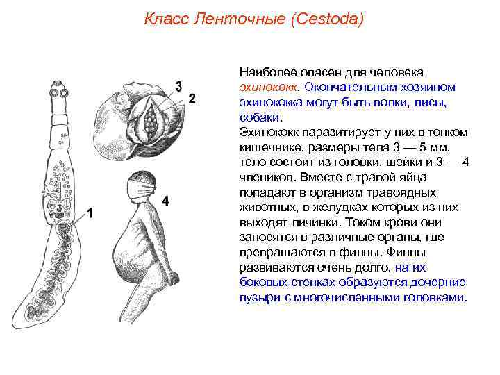 Класс Ленточные (Cestoda) Наиболее опасен для человека эхинококк. Окончательным хозяином эхинококка могут быть волки,