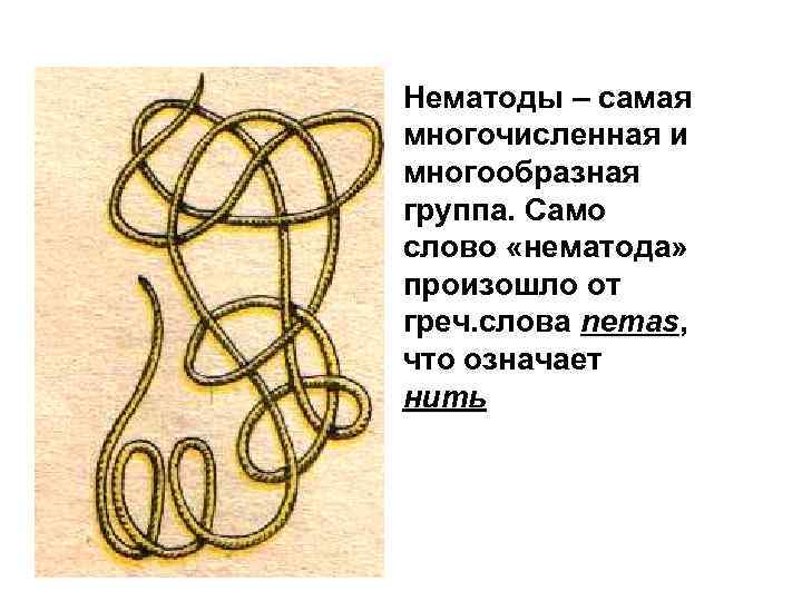 Нематоды – самая многочисленная и многообразная группа. Само слово «нематода» произошло от греч. слова