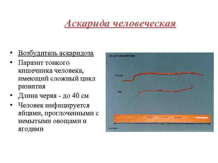 Аскарида человеческая • Возбудитель аскаридоза • Паразит тонкого кишечника человека, имеющий сложный цикл развития