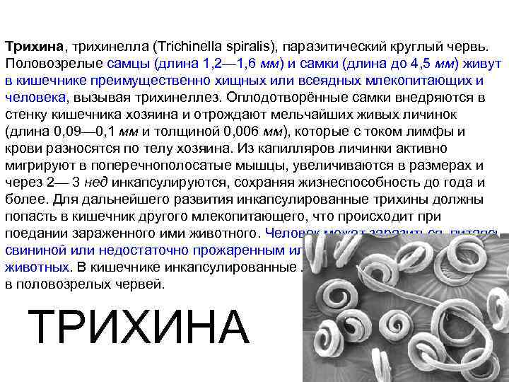 Трихина, трихинелла (Trichinella spiralis), паразитический круглый червь. Половозрелые самцы (длина 1, 2— 1, 6
