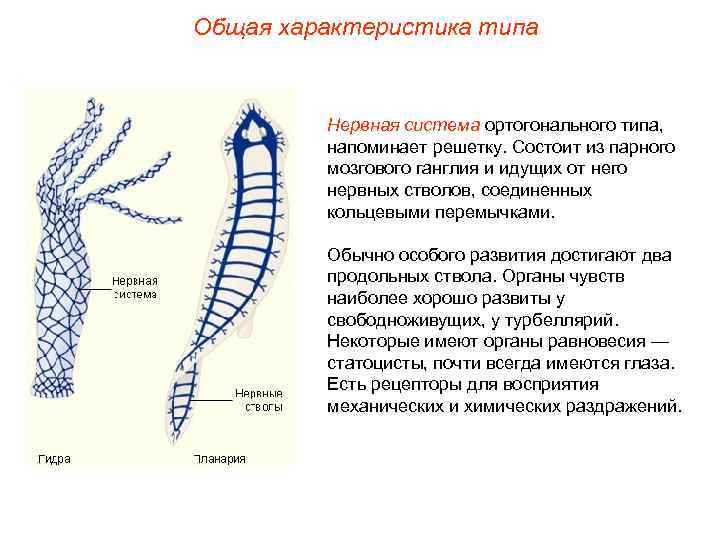 Общая характеристика типа Нервная система ортогонального типа, напоминает решетку. Состоит из парного мозгового ганглия