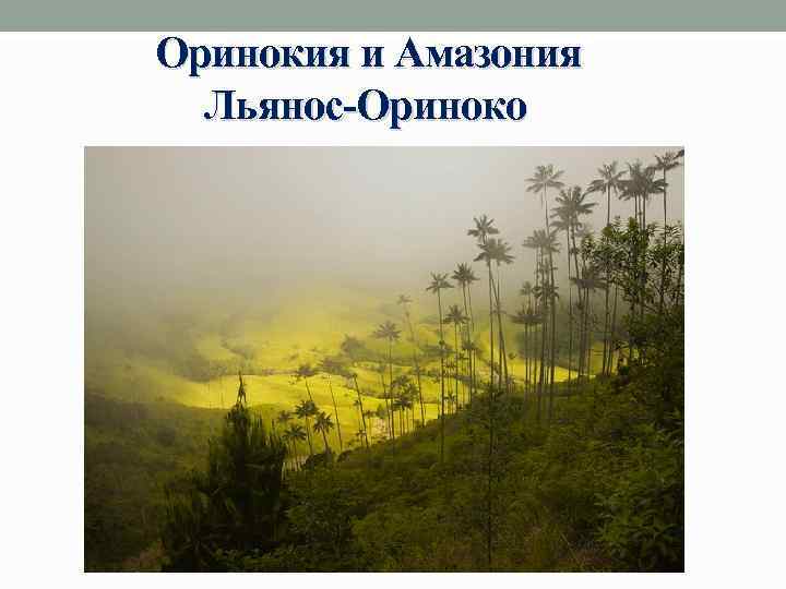 Оринокия и Амазония Льянос-Ориноко 