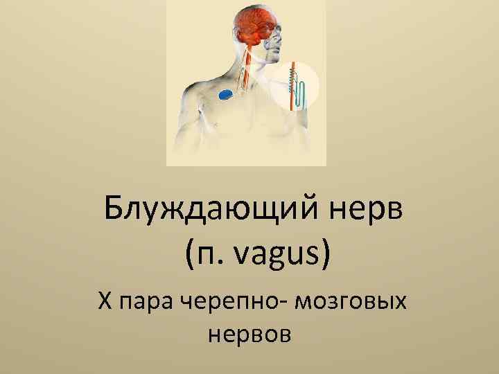 Блуждающий нерв (п. vagus) X пара черепно- мозговых нервов 