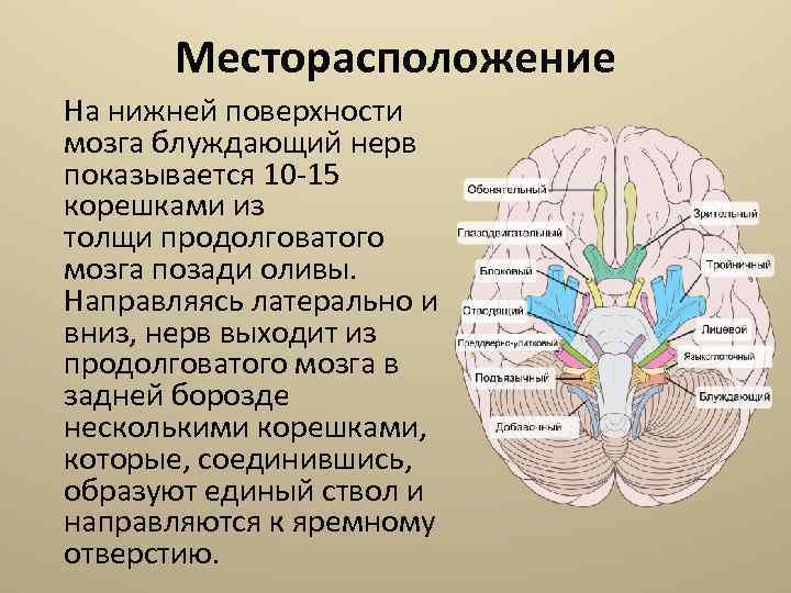 Месторасположение На нижней поверхности мозга блуждающий нерв показывается 10 -15 корешками из толщи продолговатого