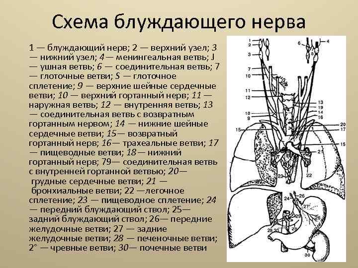 Схема блуждающего нерва 1 — блуждающий нерв; 2 — верхний узел; 3 — нижний