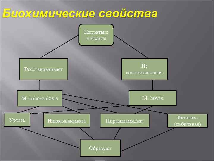 Биохимические свойства Нитраты и нитриты Не восстанавливает Восстанавливает M. bovis M. tuberculosis Уреаза Никотинамидаза