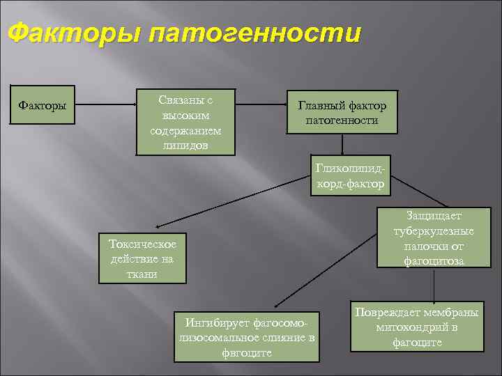 Факторы патогенности Факторы Связаны с высоким содержанием липидов Главный фактор патогенности Гликолипидкорд-фактор Защищает туберкулезные