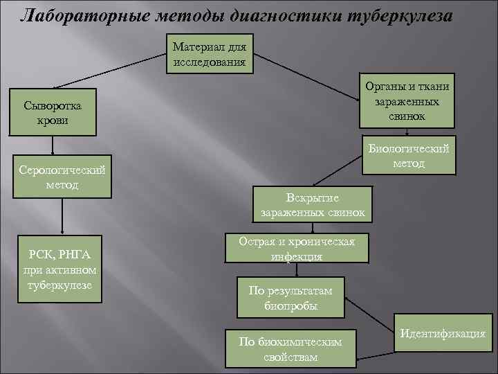 Лабораторные методы диагностики туберкулеза Материал для исследования Органы и ткани зараженных свинок Сыворотка крови