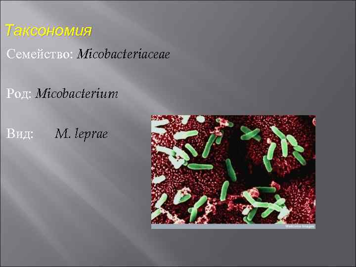 Таксономия Семейство: Мicobacteriaceae Род: Мicobacterium Вид: M. leprae 