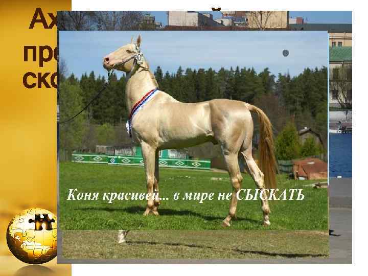 Ахалтекинский конь, прославившийся своей скоростью. 