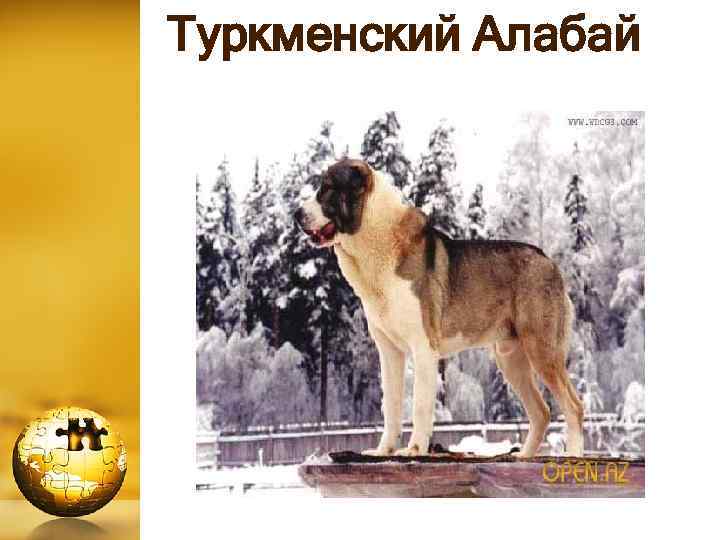  Туркменский Алабай 