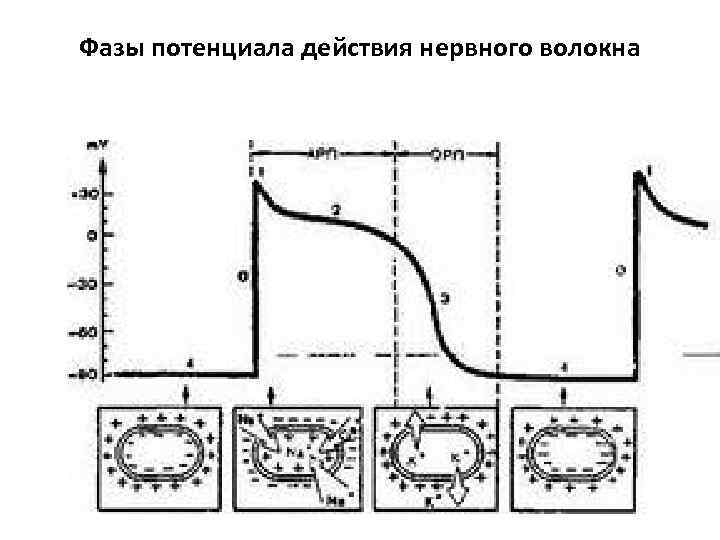 Фазы потенциала действия нервного волокна 
